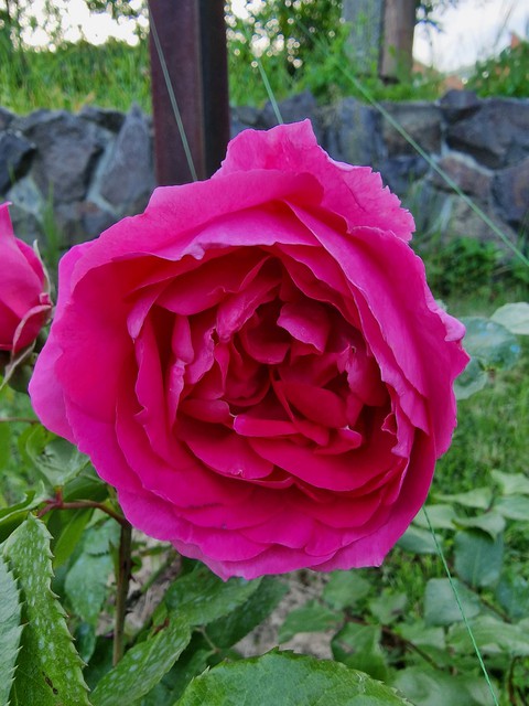 тапети flower, botany