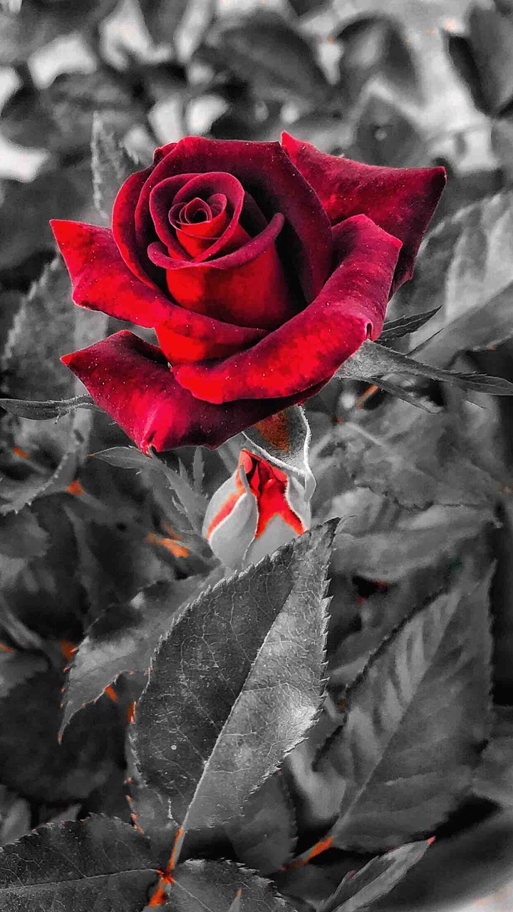 red rose blooms