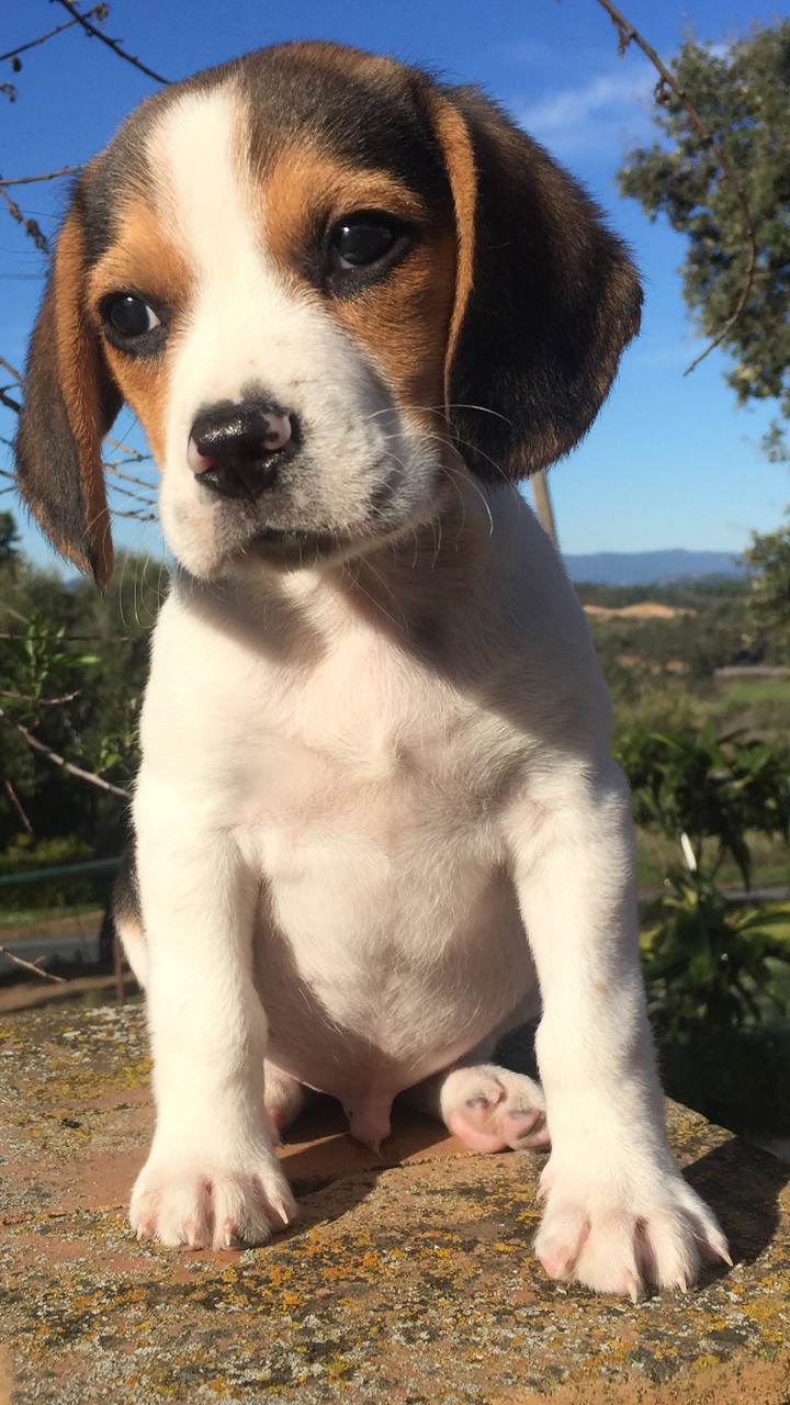 dog