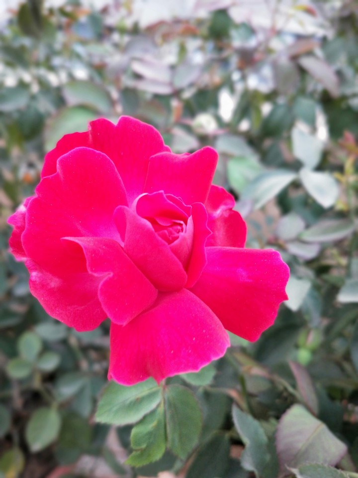 pink rose