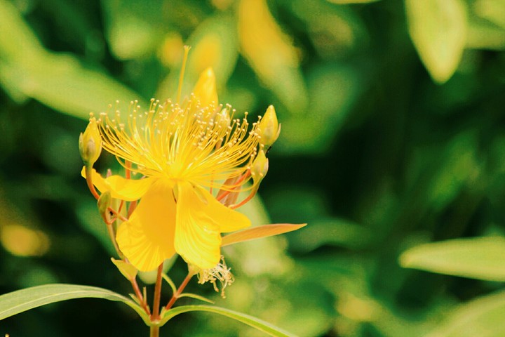 Yellow flowers