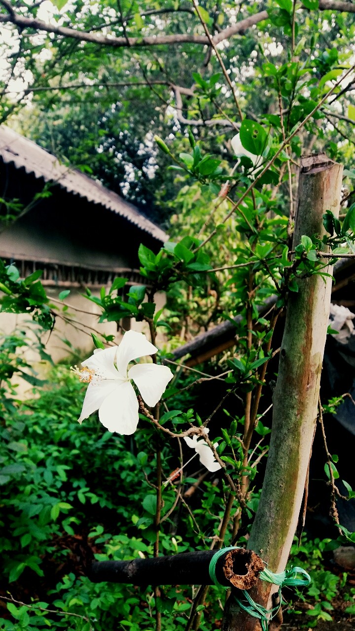 white blossoms