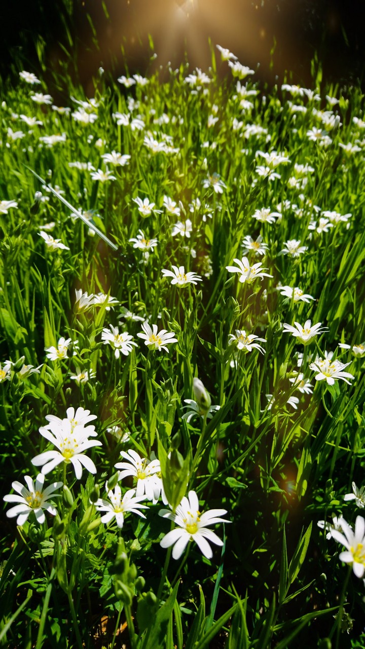 flowers
