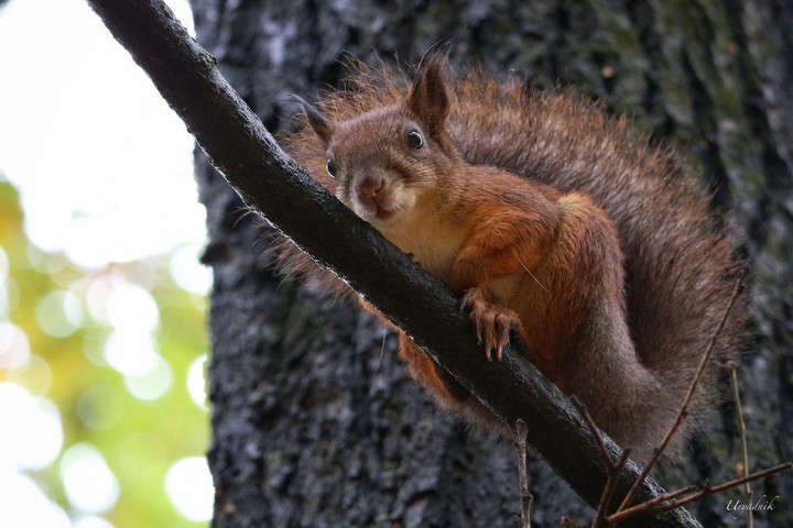 squirrel