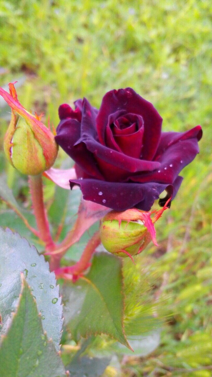 Rose
