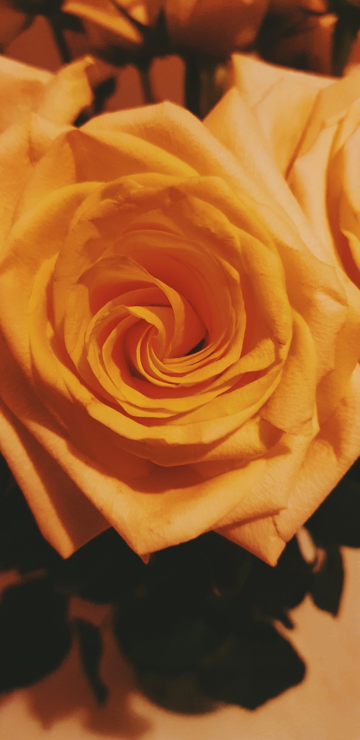 rose flower