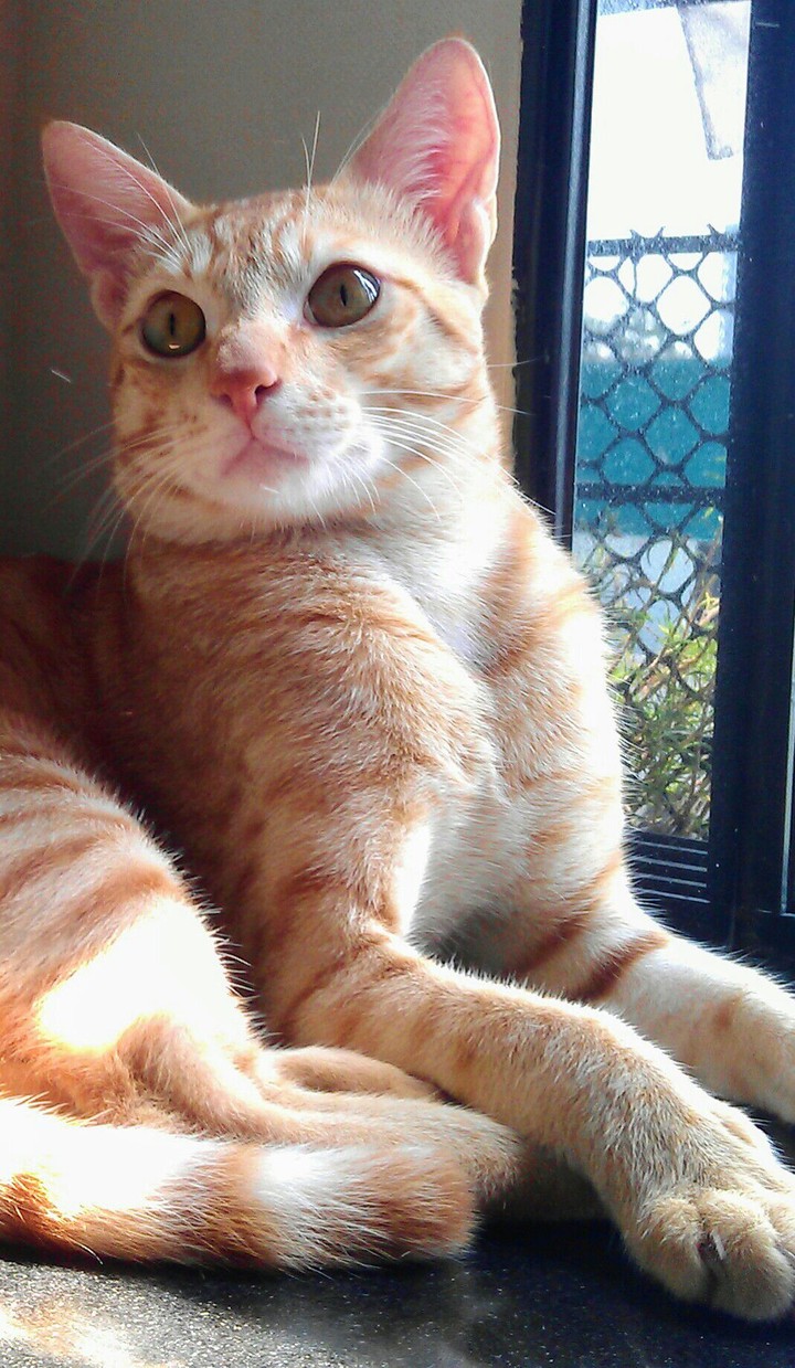 My Cat