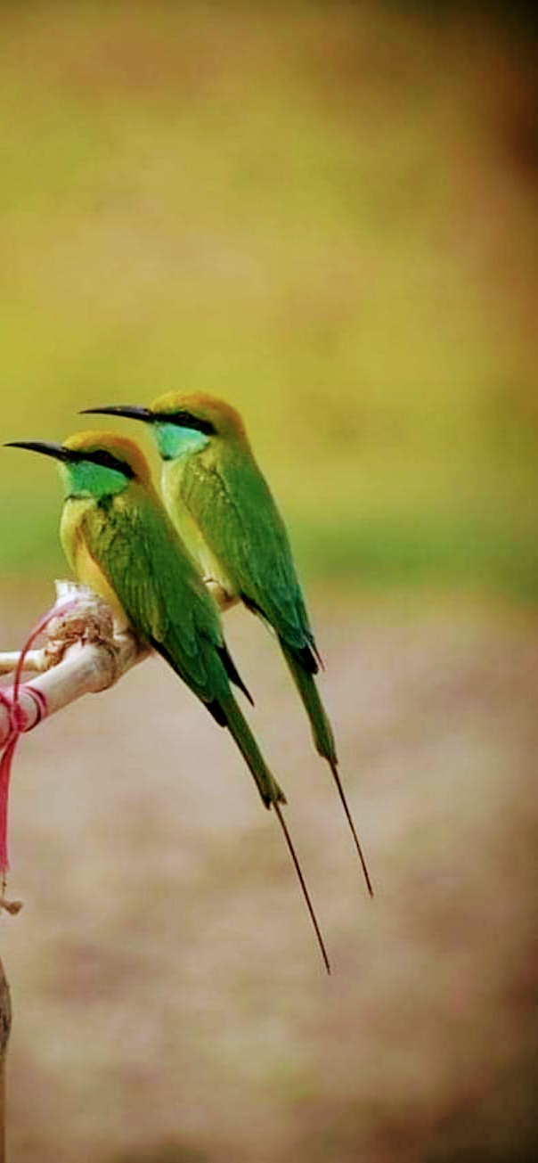 Green Bee-eaters