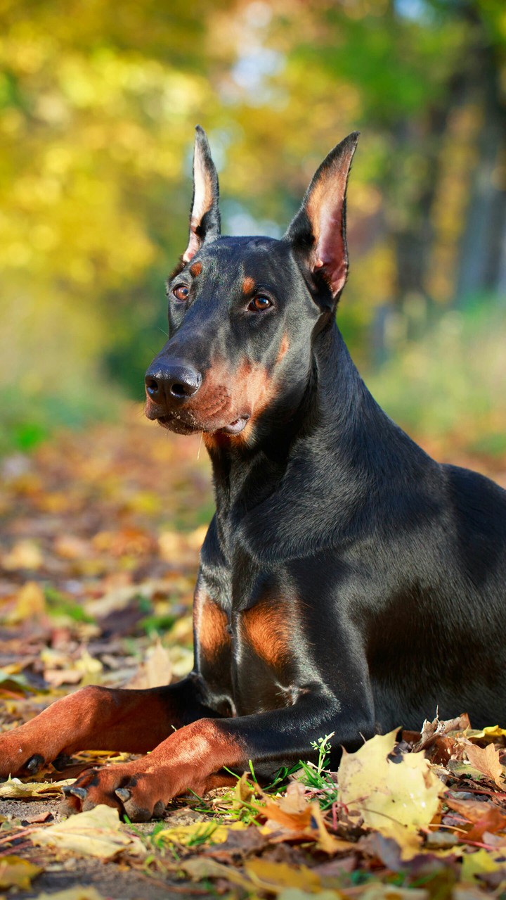 doberman