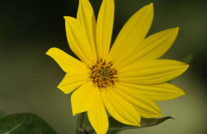 yellow flower