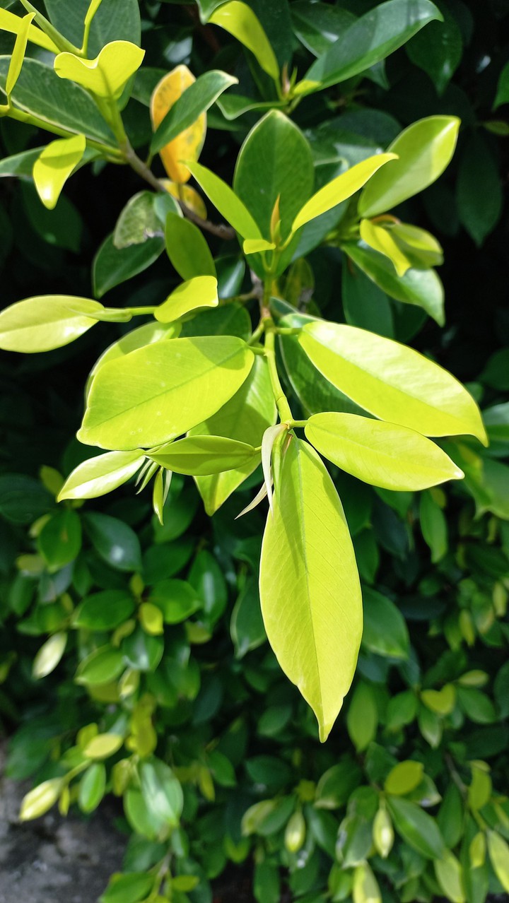 green leaf