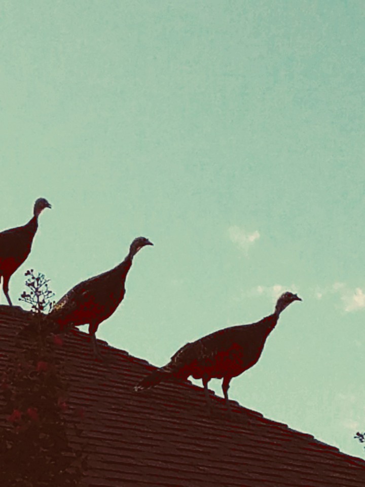 Three little turkeys