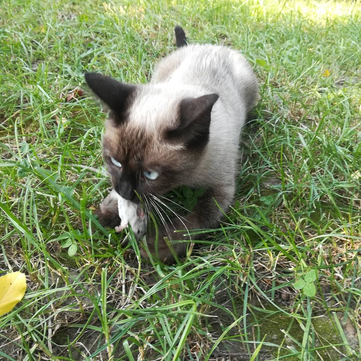 cat