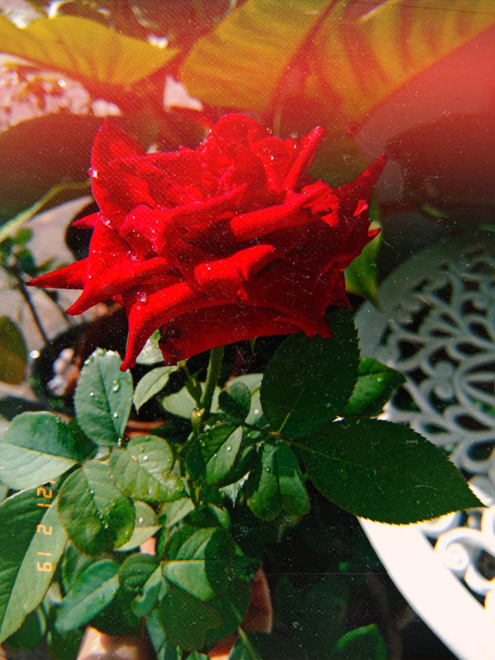 My rose.