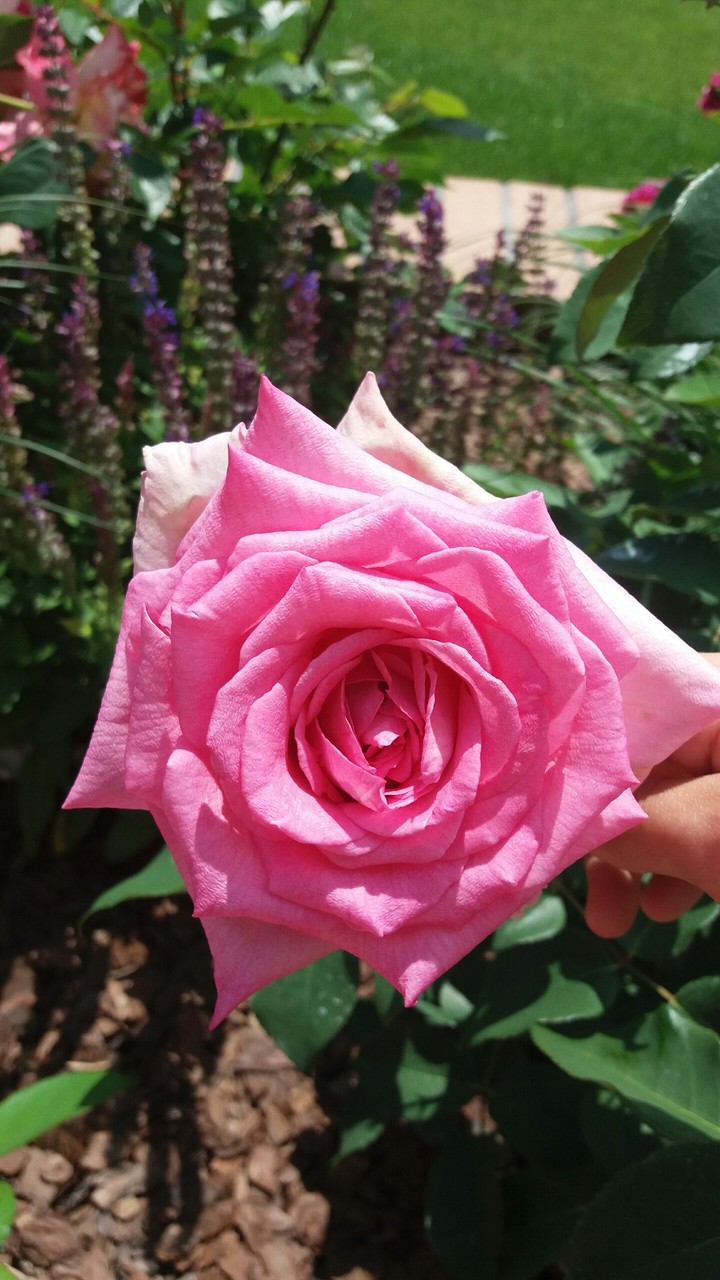 PINK ROSE