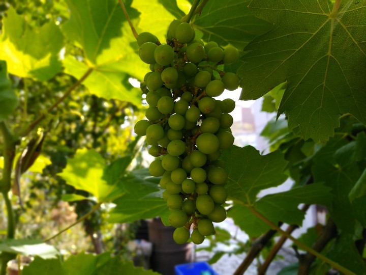 grapes 2.0