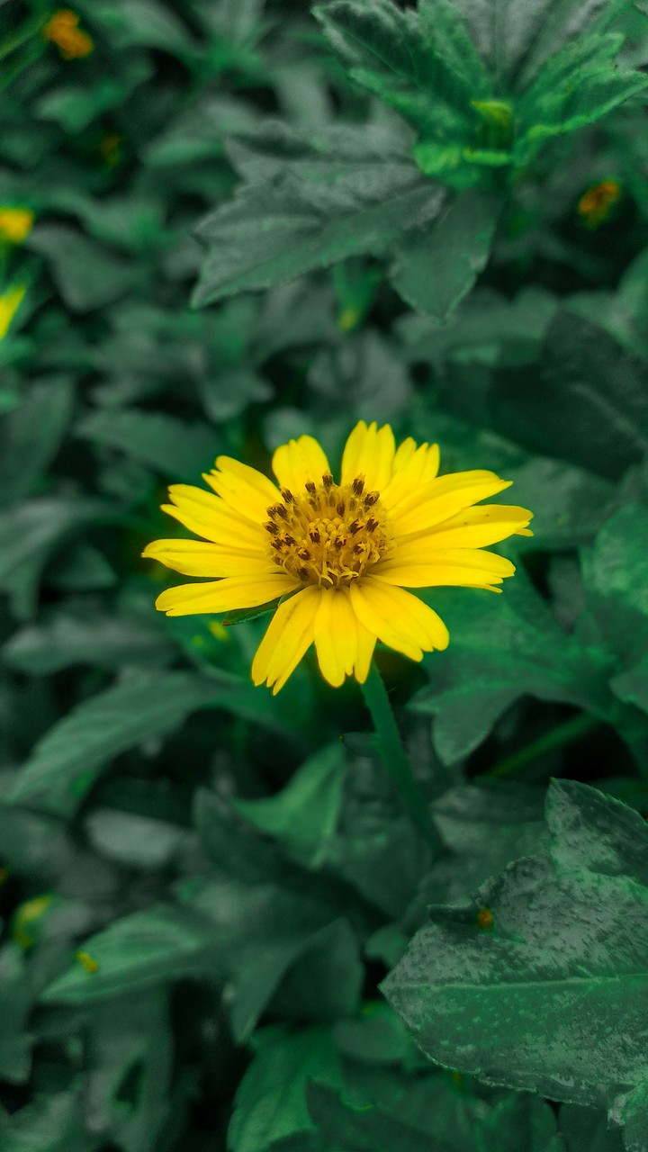 flower..❤️