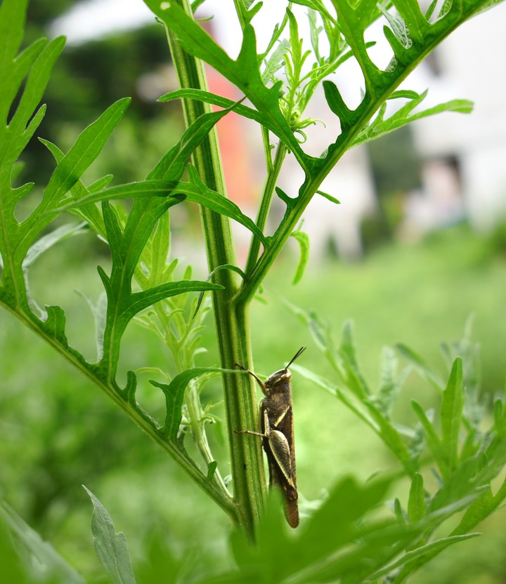 insect