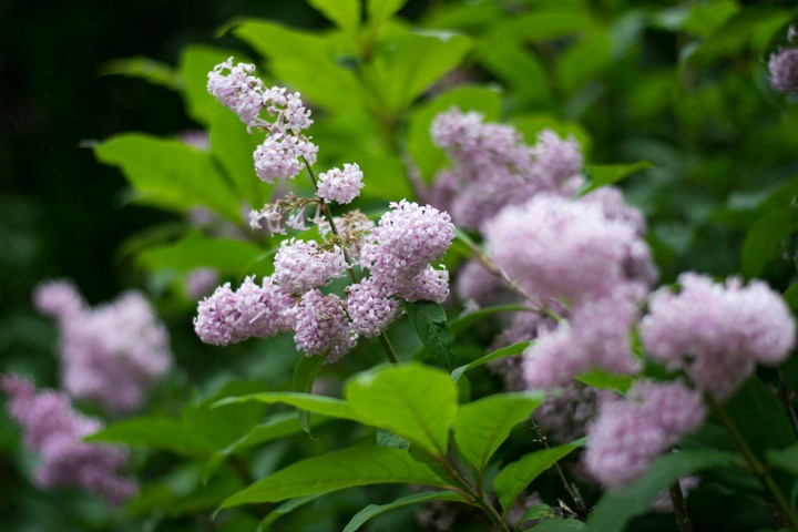 Spring