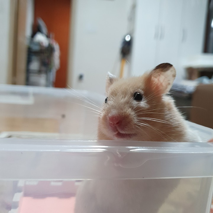 햄스터