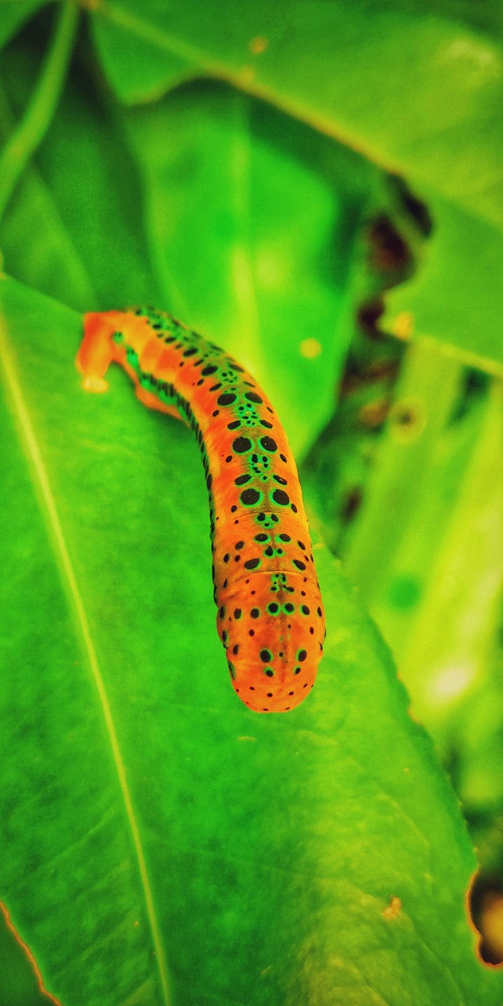 worm