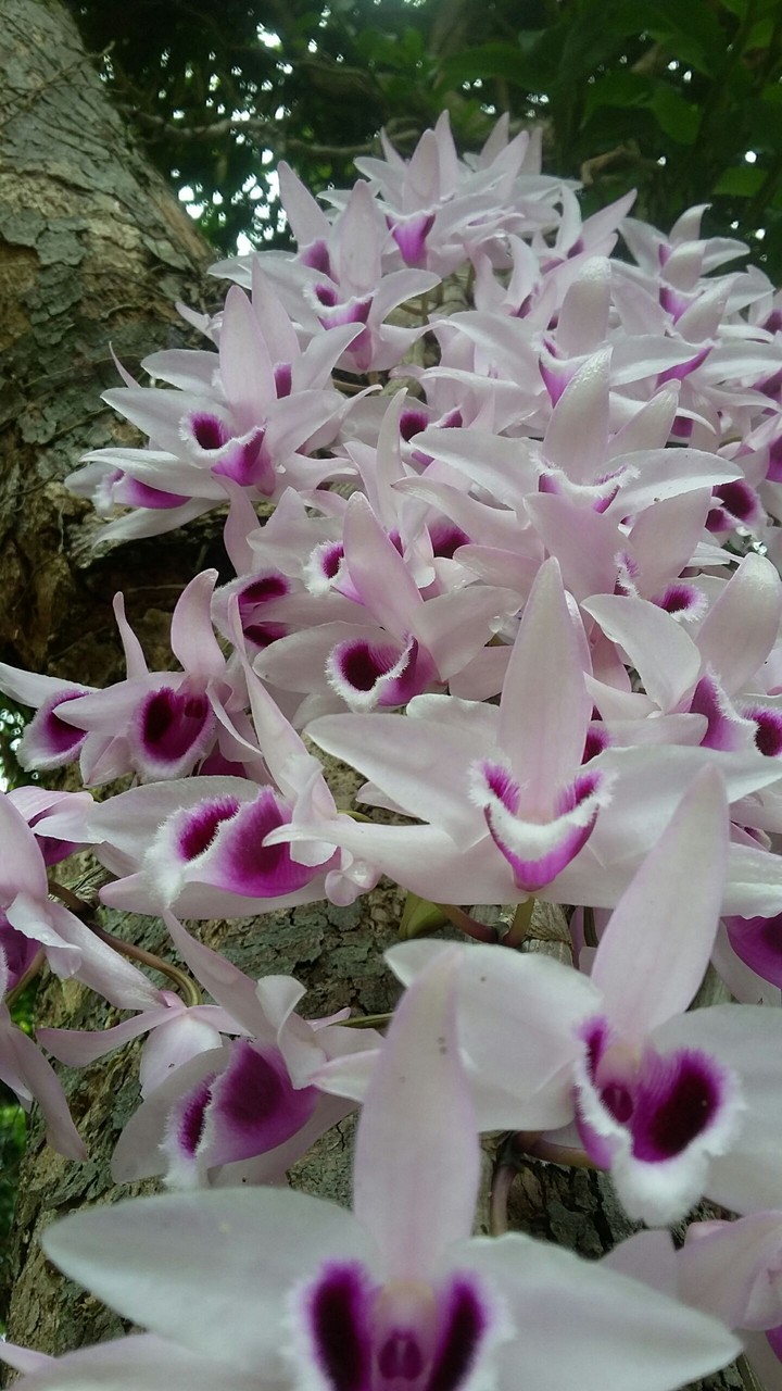 plant