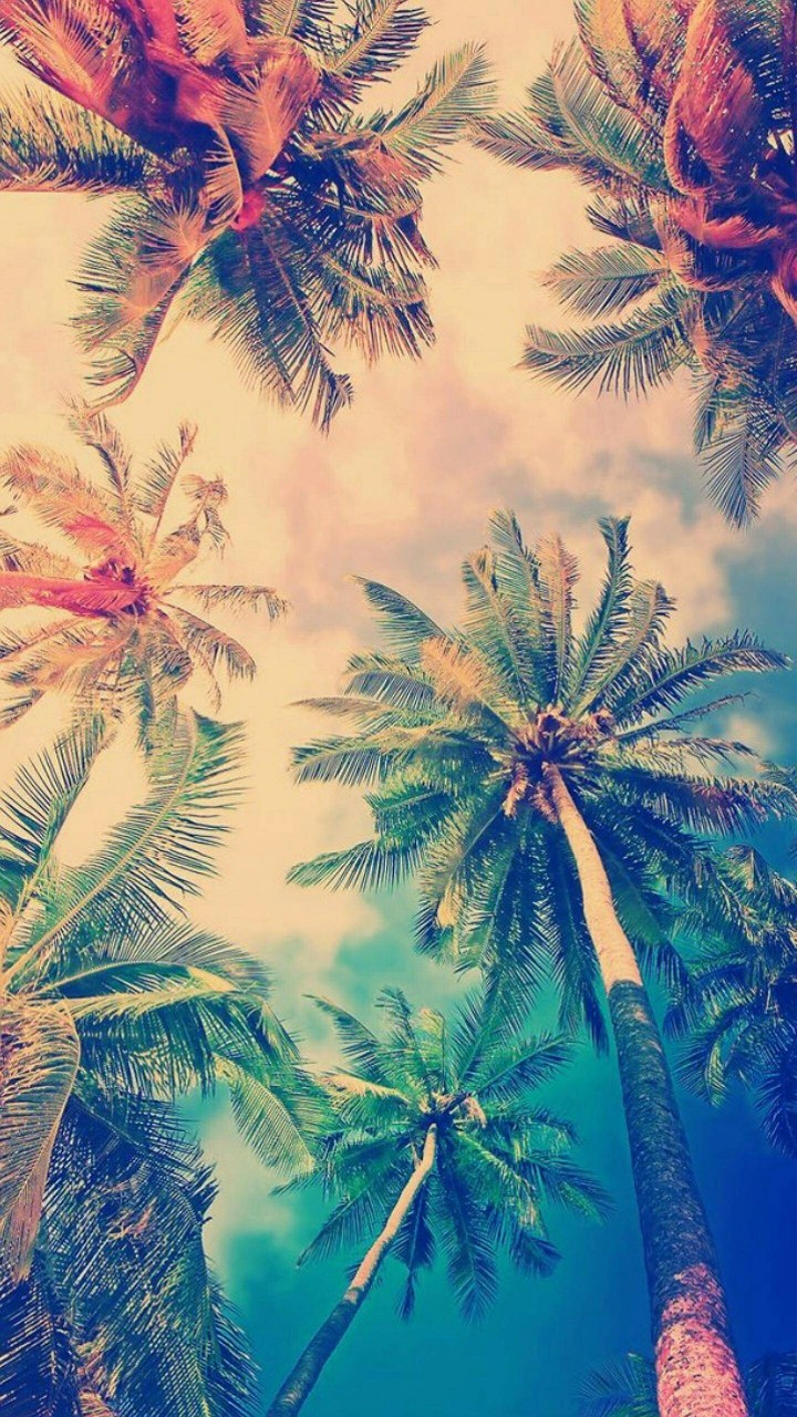 Palm trees
