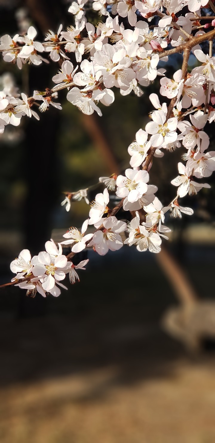 no filter blossom