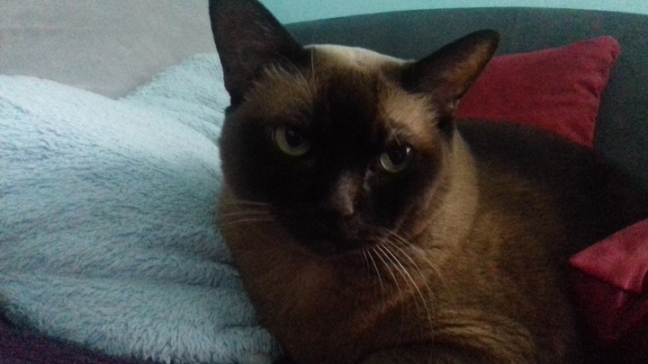 My cat in bed, it's very cute!