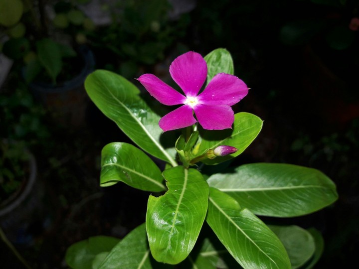flower