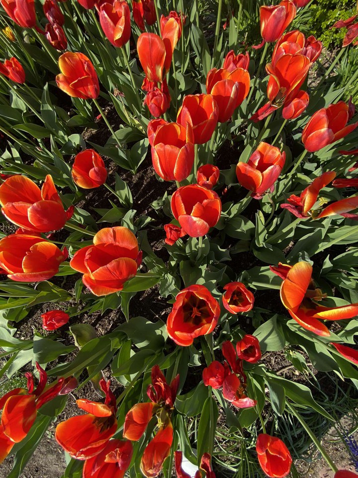 Tulips