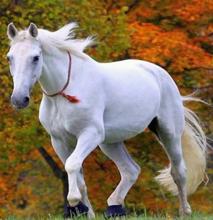 horse