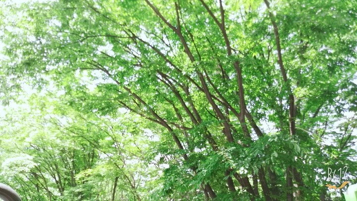 나무