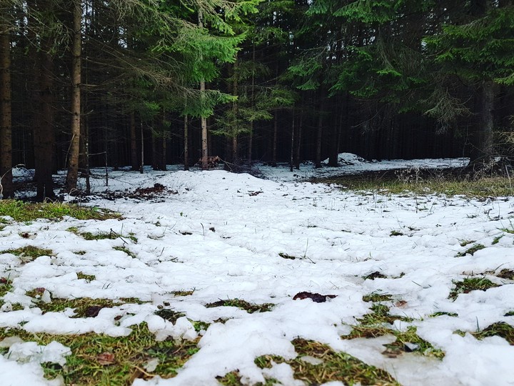Spring green and snow