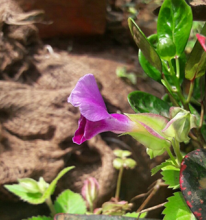 flower