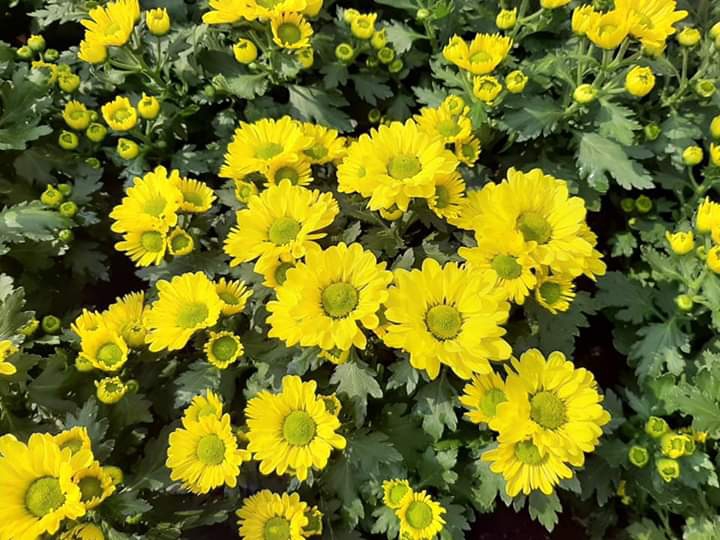 Yellow flowers