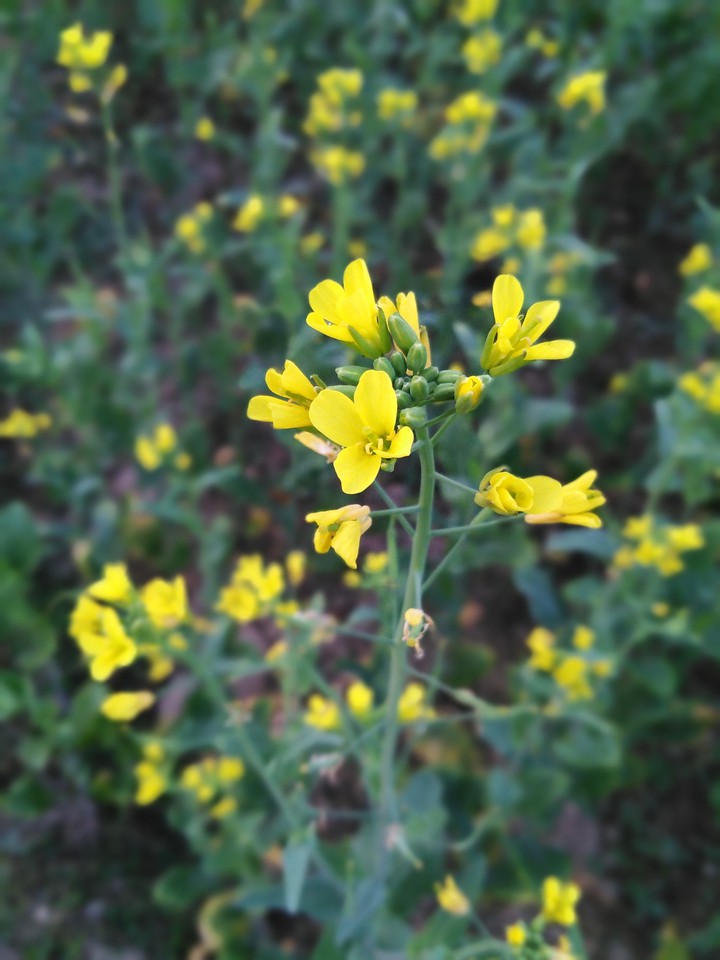 beautiful yellow mastard flower