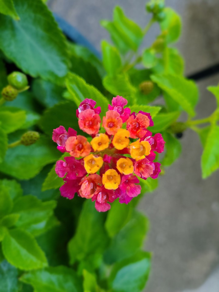 lantanas