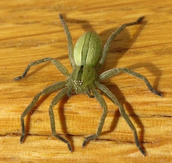 araignée verte