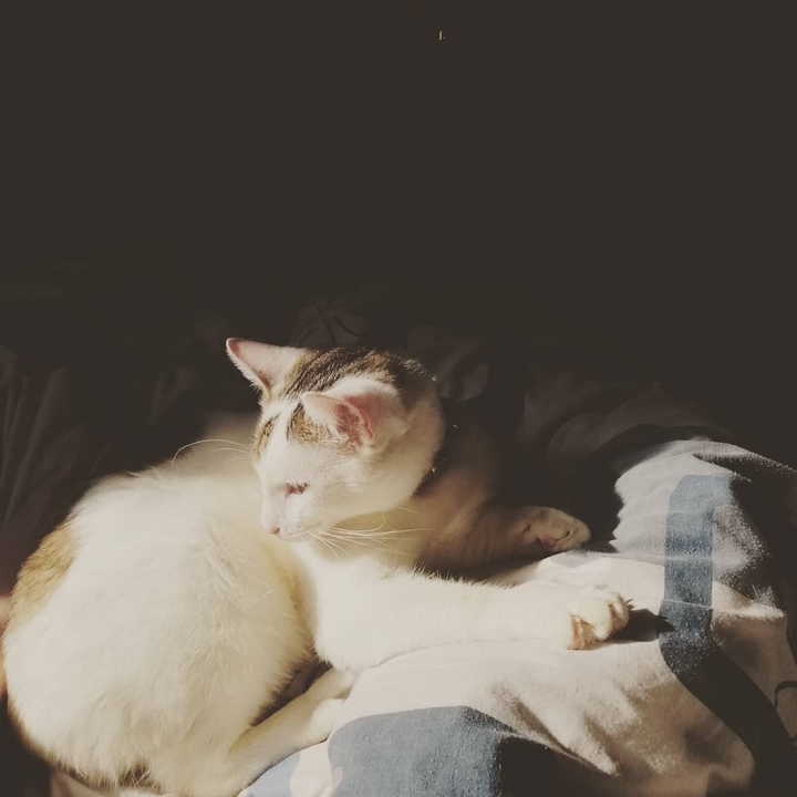 Cat. Кіт.