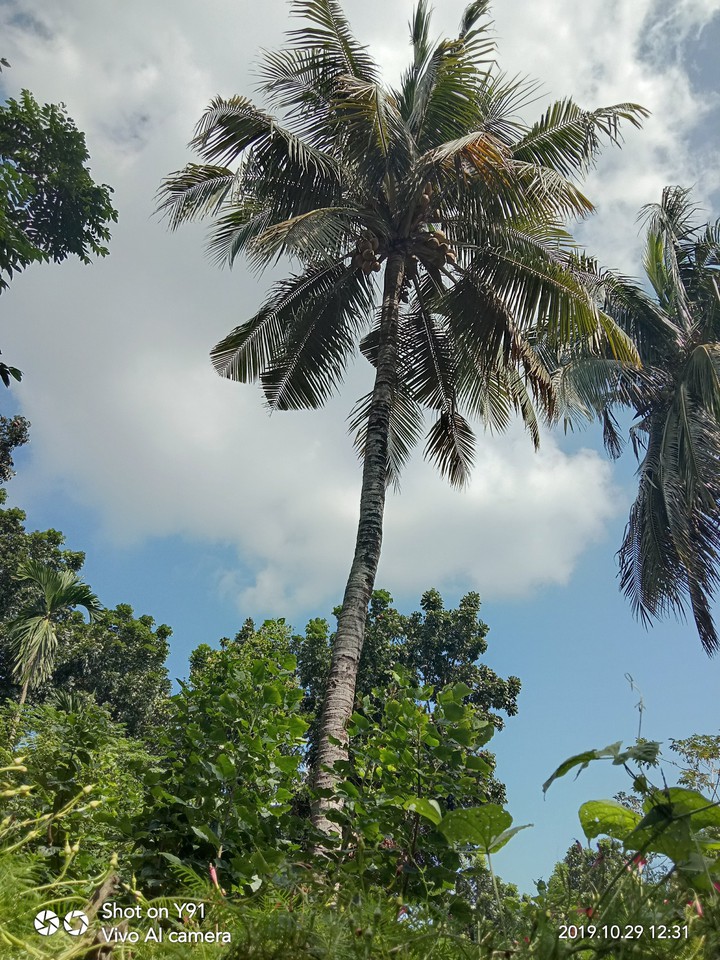 coconut tree