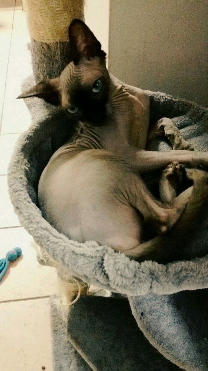 .... Coco'...