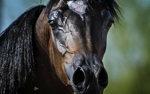 All The Pretty Horses 18