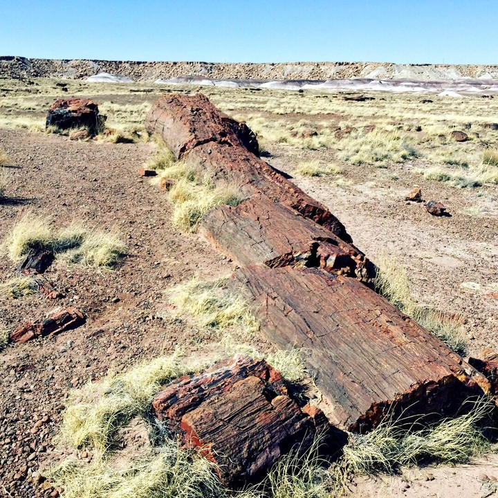 petrified wood