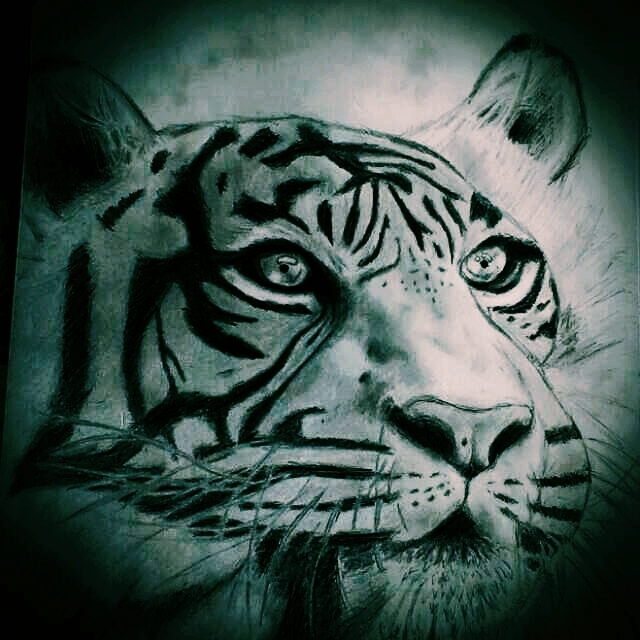 Eye of the Tiger