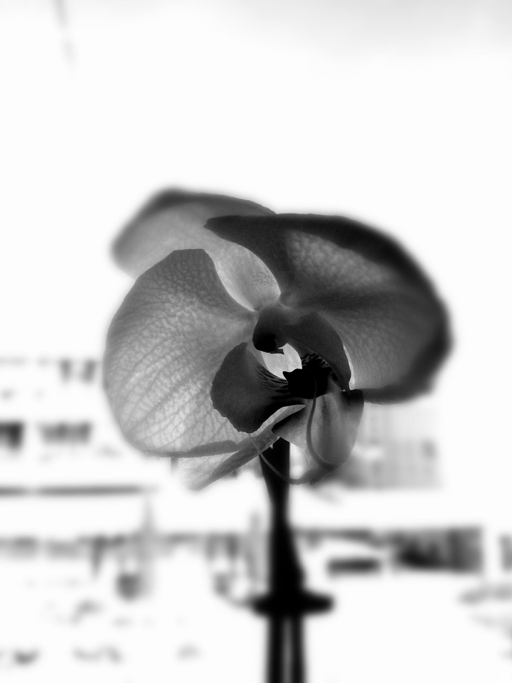 orchidea
