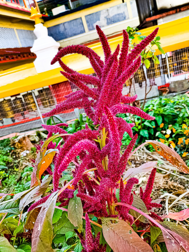 Red Tree Plant, India
