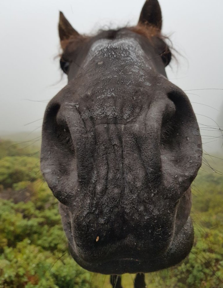 Pferd