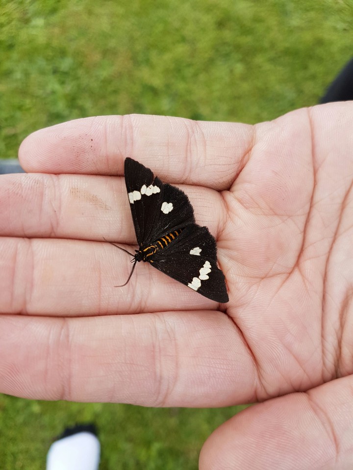 butterfly