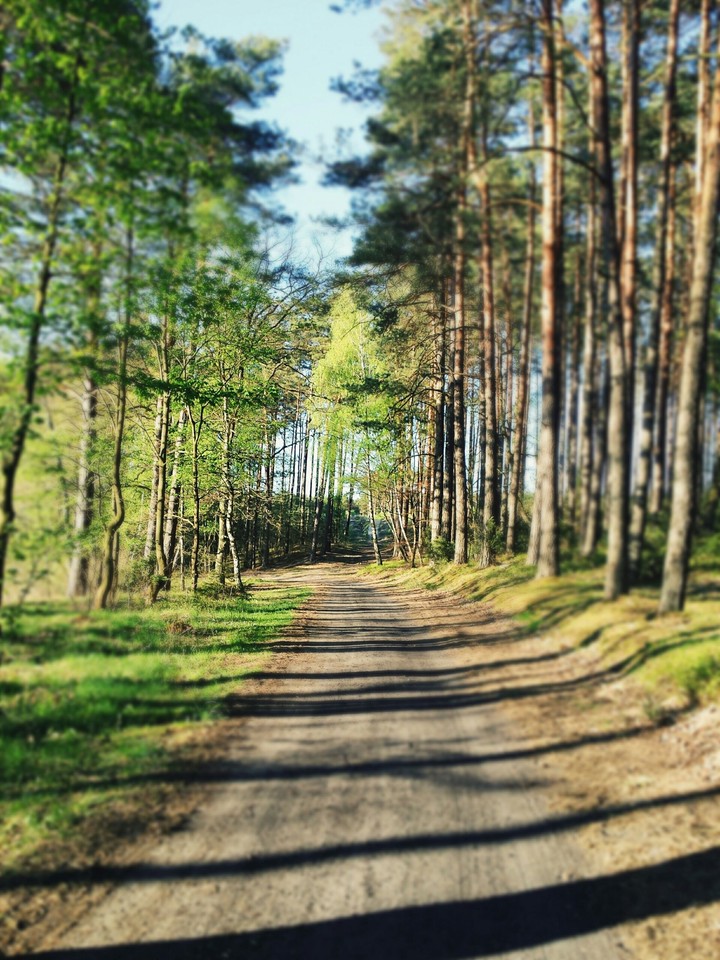 forest